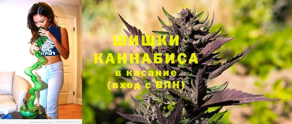 индика Ельня